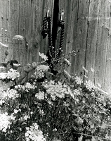 Old Barn & Queen Annes Lace 01