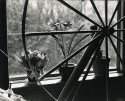 Amaryllis and Wheel