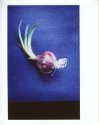 Instax in SX-70 - Onion