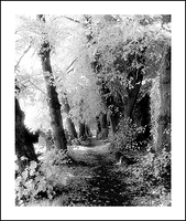 Pathway through Life