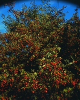 Red Berries