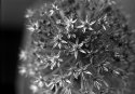 Allium...