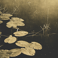 lilly pads kangaroo lake