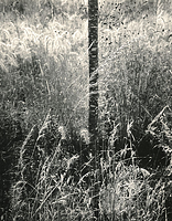 Summer Grasses and Sapling