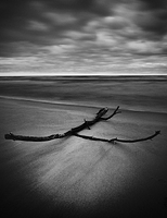 Branch on beach