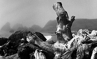 Driftwood #2