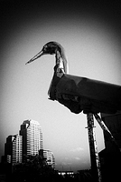 Attack of the Giant Albatross