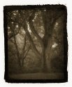 Vandyke Brown print