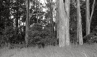 Eucalyptus Trees