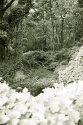 Discarded in a stream