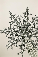 Memphis cancer surviver butterfly tree