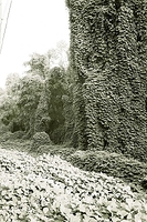 A study in Kudzu
