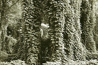 A study in Kudzu
