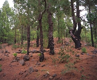 Burnt Forest La Palma