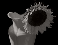 Sunflower and Vase