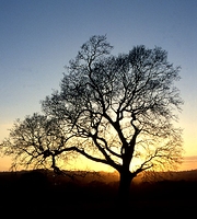Sun Hiding Behind a Tree