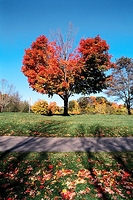 Tree in Morningside Park, Scarborough, Ontario