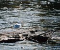 Garbage Gull
