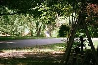 A view of my front yard