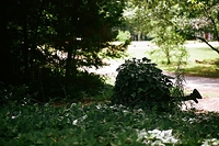 A view of my front yard