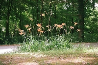 A view of my front yard