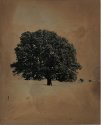 Kentucky Tree
