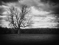 Lone Tree In Orchard