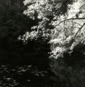 My first IR
