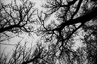 Dendritic Trees