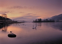 Swans on Rydal Water