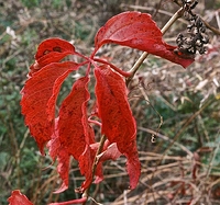 Colour Up Close in the Don Valley, Toronto