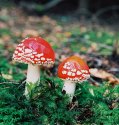 Various images from Ireland