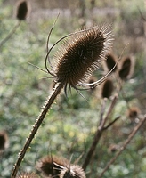Close-up in the Don Valley