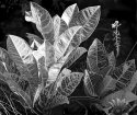 potted plants