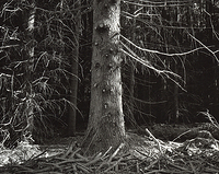 Forest Rhythms # 4 - Pruned Pine