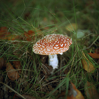 Autumn Fungi
