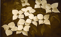DogWood - Lith