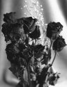 Dried Roses...