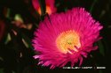 Pig Face Flower