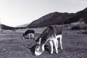 More donkeys
