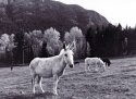 More donkeys