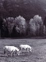 More donkeys
