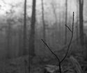 Wednesday web