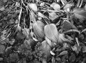 Remains of a Garden