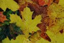 Autumn leaves