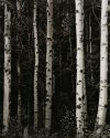 The Wood