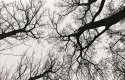 Dendritic trees (print)
