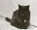 Old mouser