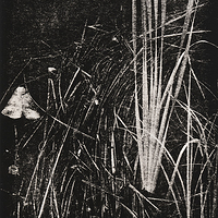 Cattails