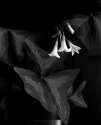 Oxalis...